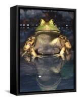 American Bullfrog, Native to USA-David Northcott-Framed Stretched Canvas
