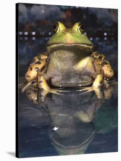 American Bullfrog, Native to USA-David Northcott-Stretched Canvas