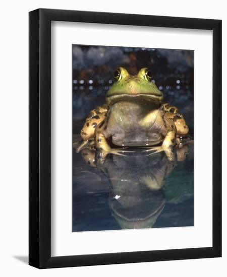 American Bullfrog, Native to USA-David Northcott-Framed Premium Photographic Print