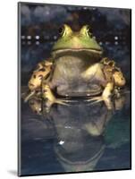 American Bullfrog, Native to USA-David Northcott-Mounted Premium Photographic Print