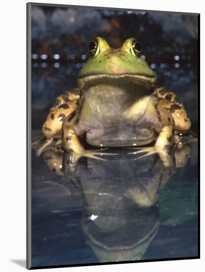 American Bullfrog, Native to USA-David Northcott-Mounted Premium Photographic Print