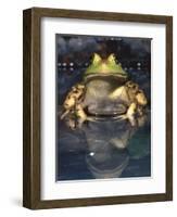 American Bullfrog, Native to USA-David Northcott-Framed Photographic Print