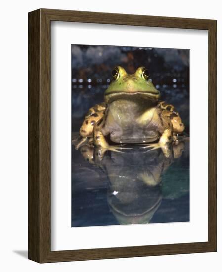 American Bullfrog, Native to USA-David Northcott-Framed Photographic Print