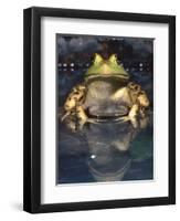 American Bullfrog, Native to USA-David Northcott-Framed Photographic Print