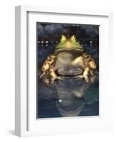 American Bullfrog, Native to USA-David Northcott-Framed Photographic Print