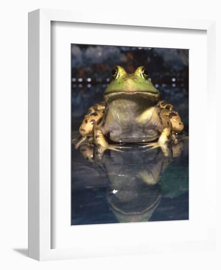 American Bullfrog, Native to USA-David Northcott-Framed Photographic Print