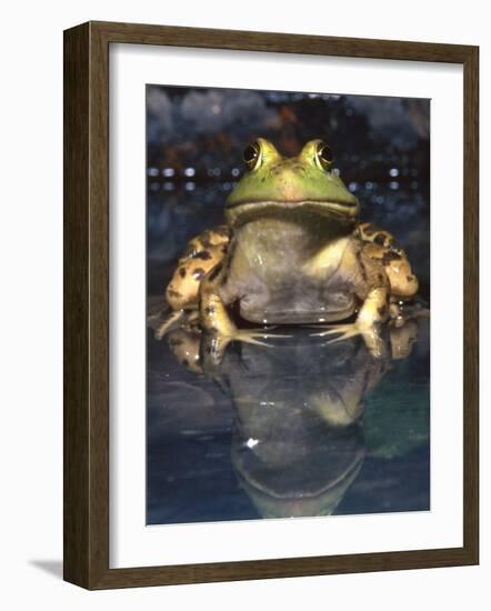 American Bullfrog, Native to USA-David Northcott-Framed Photographic Print