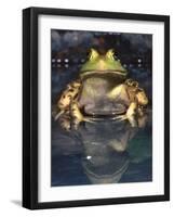 American Bullfrog, Native to USA-David Northcott-Framed Photographic Print