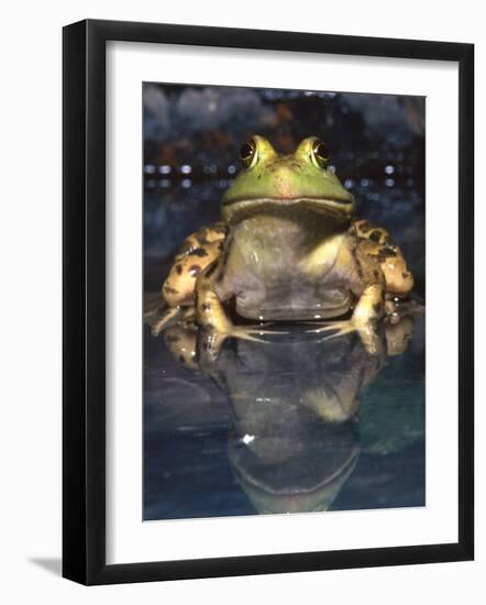 American Bullfrog, Native to USA-David Northcott-Framed Photographic Print