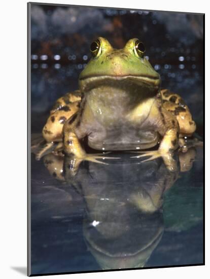 American Bullfrog, Native to USA-David Northcott-Mounted Photographic Print