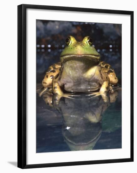 American Bullfrog, Native to USA-David Northcott-Framed Photographic Print