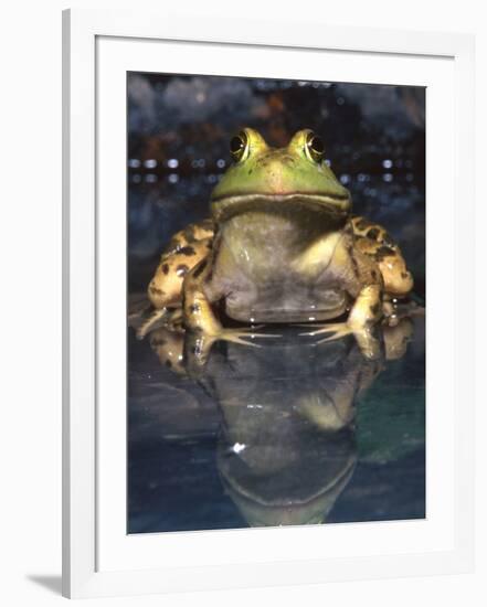 American Bullfrog, Native to USA-David Northcott-Framed Photographic Print