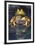 American Bullfrog, Native to USA-David Northcott-Framed Photographic Print