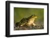 American Bullfrog on gravel near aquatic habitat in western Washington.-Gary Luhm-Framed Photographic Print