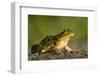 American Bullfrog on gravel near aquatic habitat in western Washington.-Gary Luhm-Framed Photographic Print
