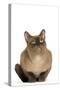 American Burmese Chocolate-null-Stretched Canvas