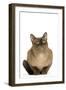 American Burmese Chocolate-null-Framed Photographic Print