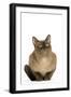 American Burmese Chocolate-null-Framed Photographic Print