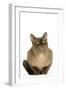 American Burmese Chocolate-null-Framed Photographic Print