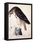 American Buzzard or White Breasted Hawk-John James Audubon-Framed Stretched Canvas