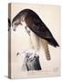 American Buzzard or White Breasted Hawk-John James Audubon-Stretched Canvas