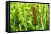 American Cattail. the Celery Bog, West Lafayette, Indiana-Rona Schwarz-Framed Stretched Canvas