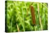 American Cattail. the Celery Bog, West Lafayette, Indiana-Rona Schwarz-Stretched Canvas