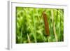American Cattail. the Celery Bog, West Lafayette, Indiana-Rona Schwarz-Framed Photographic Print