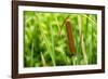 American Cattail. the Celery Bog, West Lafayette, Indiana-Rona Schwarz-Framed Photographic Print