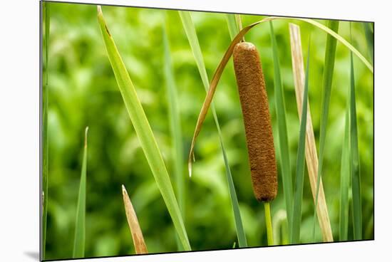 American Cattail. the Celery Bog, West Lafayette, Indiana-Rona Schwarz-Mounted Photographic Print