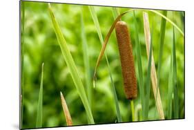 American Cattail. the Celery Bog, West Lafayette, Indiana-Rona Schwarz-Mounted Photographic Print