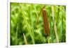 American Cattail. the Celery Bog, West Lafayette, Indiana-Rona Schwarz-Framed Photographic Print