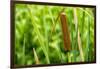 American Cattail. the Celery Bog, West Lafayette, Indiana-Rona Schwarz-Framed Photographic Print