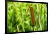 American Cattail. the Celery Bog, West Lafayette, Indiana-Rona Schwarz-Framed Photographic Print