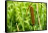 American Cattail. the Celery Bog, West Lafayette, Indiana-Rona Schwarz-Framed Stretched Canvas