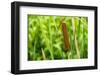 American Cattail. the Celery Bog, West Lafayette, Indiana-Rona Schwarz-Framed Photographic Print