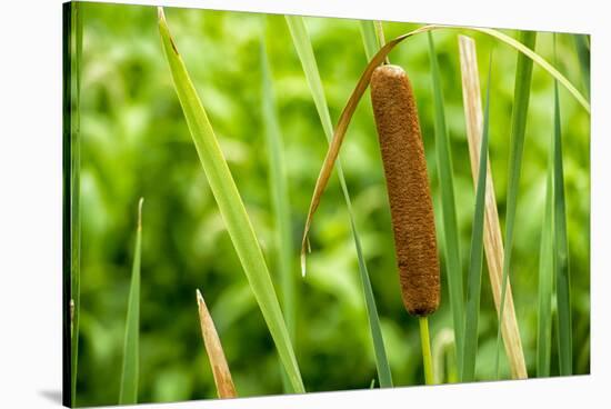 American Cattail. the Celery Bog, West Lafayette, Indiana-Rona Schwarz-Stretched Canvas