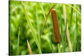 American Cattail. the Celery Bog, West Lafayette, Indiana-Rona Schwarz-Stretched Canvas