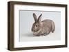 American Chinchilla Rabbit-Lynn M^ Stone-Framed Photographic Print
