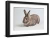 American Chinchilla Rabbit-Lynn M^ Stone-Framed Photographic Print