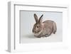 American Chinchilla Rabbit-Lynn M^ Stone-Framed Photographic Print