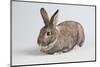 American Chinchilla Rabbit-Lynn M^ Stone-Mounted Photographic Print