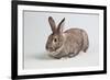 American Chinchilla Rabbit-Lynn M^ Stone-Framed Photographic Print