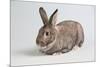 American Chinchilla Rabbit-Lynn M^ Stone-Mounted Photographic Print