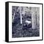 American Civil War: the Slaughter Pen at Gettysburg-null-Framed Stretched Canvas