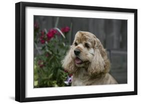 American Cocker Spaniel 09-Bob Langrish-Framed Photographic Print