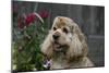 American Cocker Spaniel 09-Bob Langrish-Mounted Photographic Print