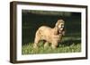 American Cocker Spaniel 10-Bob Langrish-Framed Photographic Print