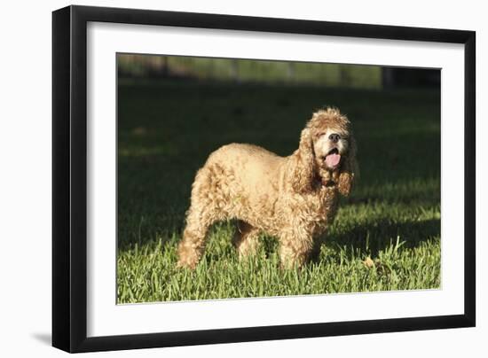 American Cocker Spaniel 10-Bob Langrish-Framed Photographic Print