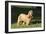 American Cocker Spaniel 10-Bob Langrish-Framed Photographic Print